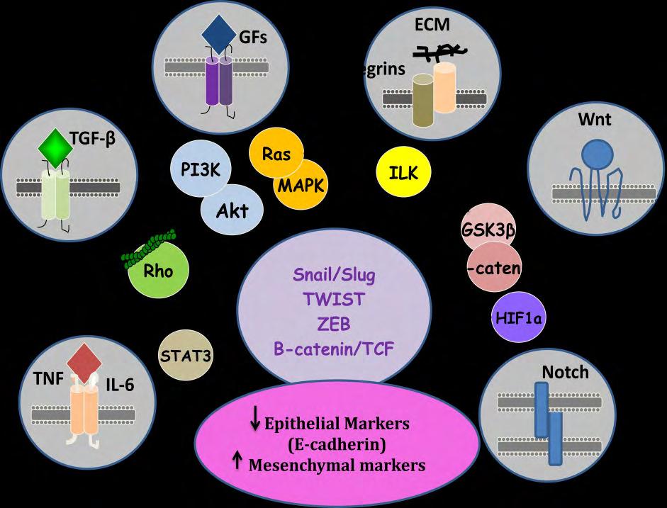 α π υ α υ α υ α υ α π α υ (Lee et al2006). Η α α υ υ α α απ α α α υ πα α α α π π υ υ υ α υ υ α α α α α π (Lee et al, 2013).