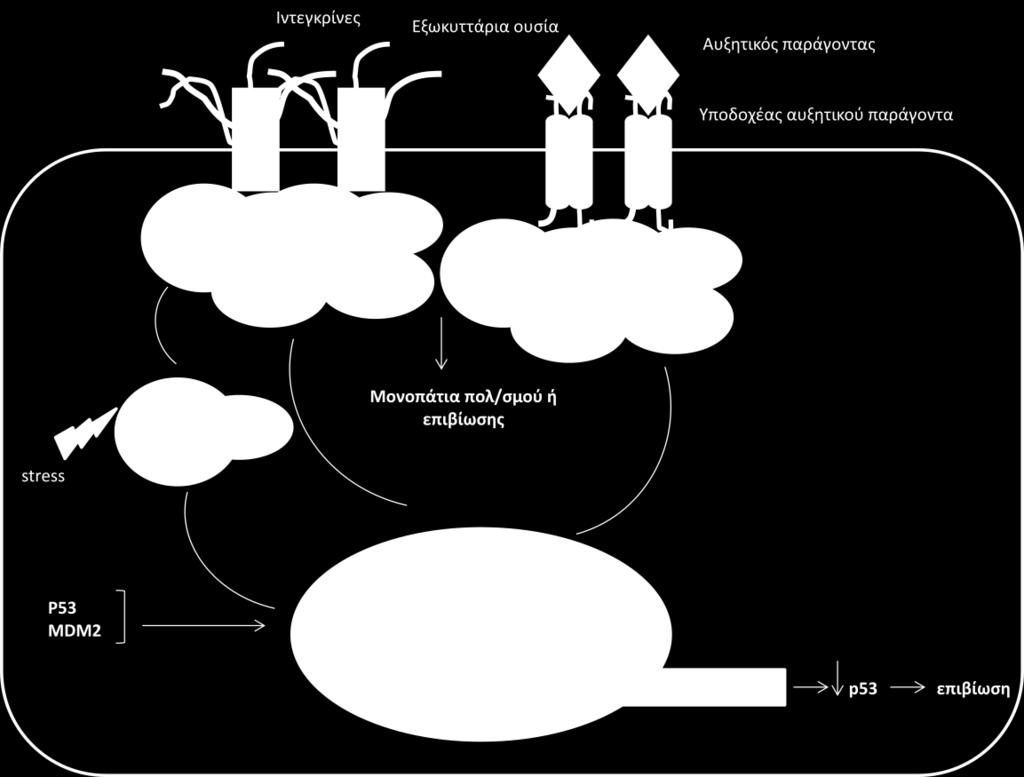 α 19. α ERM π FAK ( π π απ Frame et al,2010) α υ α, α α π υ α π α α α, α υφα α π φ α, υ EMT π υ α α α υ φυ υ π α α α απ α α φα υπ π υ α α π (Sarrio et al, 2006).