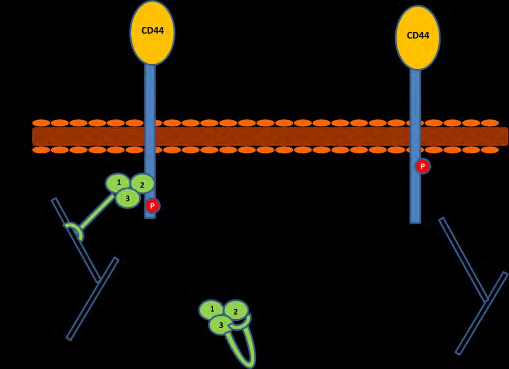 φ φ υ υ α αυ CD44 α π α υ α α υ (Legg et al, 2002) ( α 20)