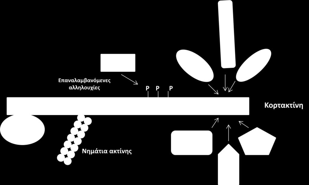 α. αυ π υπ α Scr (Wu et al, 1993)., α α α α (N-terminal) π π π π α Arp2/3, α υ α α υ α π πα α α α α υ, π υ π α F-α (Weed et al, 2000).