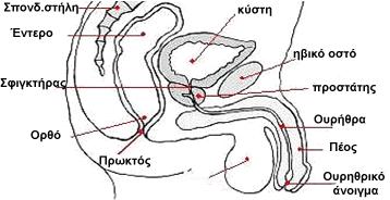 α 2. α υ υ α ( α, Richard S. Snell, M. D, Ph. D. α α 1992) αυ α απ π α υ υ α α α απ υ υ υ α υ υ, υ α α υ α υ. α φ α π α α υ απ υ α υ α υ (The pelvis and Perineum.