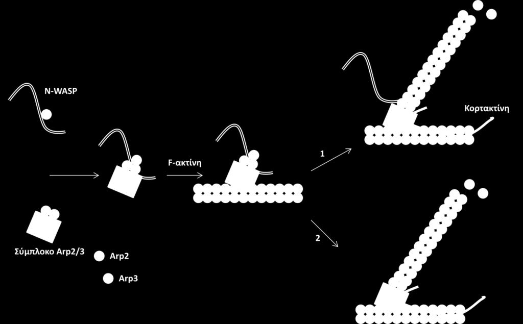 υ α π υ υ π υ Arp2/3 α π π, α π α α α α α α υ (Kowalski et al, 2005). π π, α π -WASP υ α υ, α α WIP (WASP-interactin protein), αυ α α α α (Kinley et al, 2003) ( α 24)