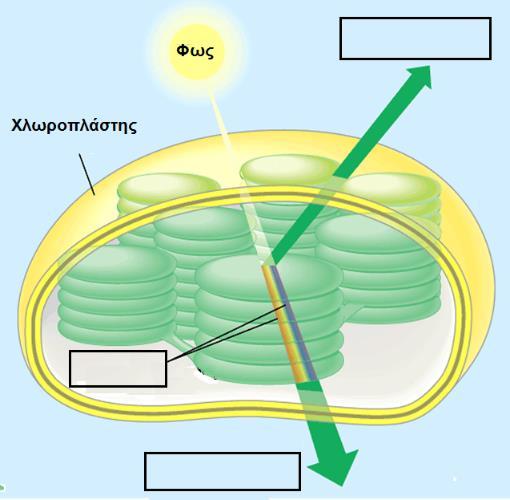 Ποια από τις συνιστώσες της πορειας του φωτός έχει σημασία για τη φωτοσύνθεση και γιατί;