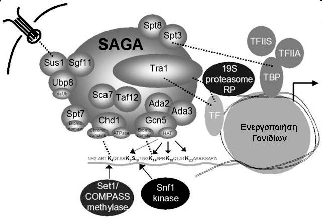 protein (TBP)-associated factors) παραγόντων. Οι Ada2 και Ada3 είναι απαραίτητες για την ακετυλίωση, μέσω του Gcn5, των νουκλεοσωμικών ιστονών σε συγκεκριμένα κατάλοιπα λυσίνης (Balasubramanian et al.