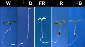 Εικόνα 4: Νεαρά φυτά αγρίου τύπου Arabidopsis thaliana ηλικίας 6 ημερών που αναπτύχτηκαν σε λευκό φως (W), σκοτάδι (D), υπέρυθρο φως (FR), ερυθρό φως (R) και κυανό φως (B) αντίστοιχα. (Jiao et al.