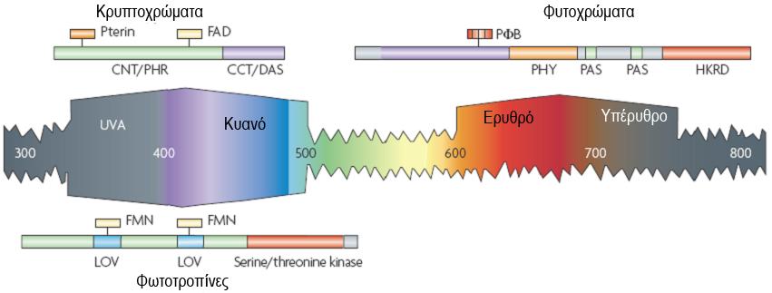 Εικόνα 5: Οι τύποι φωτουποδοχέων και τα μήκη κύματος τα οποία αντιλαμβάνονται (Jiao et al., 2007).