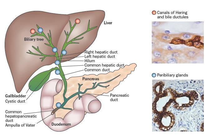 Προγονικά κύτταρα εξωηπατικών και μεγάλων ενδοηπατικών χολαγγείων Φωλεές οι περιχολαγγειακοί αδένες Περιχολαγγειακοί αδένες