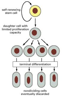 Αρχέγονα κύτταρα (stem cells) Αρχέγονο κύτταρο Προγονικό κύτταρο τελικά διαφοροποιημένα κύτταρα Σπάνια, πολυδύναμα, άωρα κύτταρα, στερούμενα διαφοροποίησης, ευρισκόμενα σε διάφορα όργανα Μοναδικές
