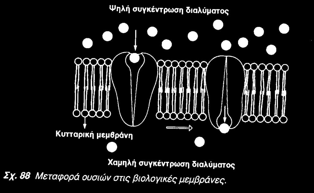 Β. Ενεργητική ή ενεργός µεταφορά* Μεταφορά