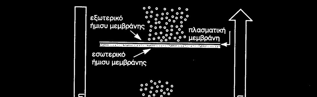 ιόντων Εσωτ. πλευρά υψηλό χαµηλό http://www.