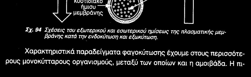 µέσα σε εγκολπώσεις του πλασµαλήµµατος, οι