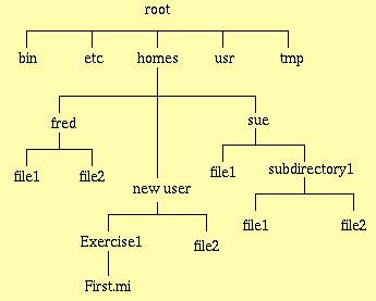 Μορφή Συστήματος Αρχείων Home directory των χρηστών fred, sue και new user Το σύστημα αρχείων περιλαμβάνει καταλόγους