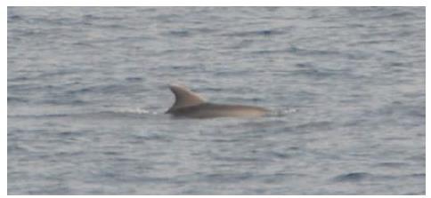 500 Όχι 3 dolphin 3 29/01/16 13:04 Unidentified 3.000 Όχι 3 cetacean 4 31/01/16 10:03 Unidentified 3.