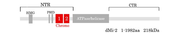 ΚΕΦΑΛΑΙΟ 1. ΕΙΣΑΓΩΓΗ melanogaster στην απ ευθείας αναγνώριση νουκλεοσωµικού DNA [23].