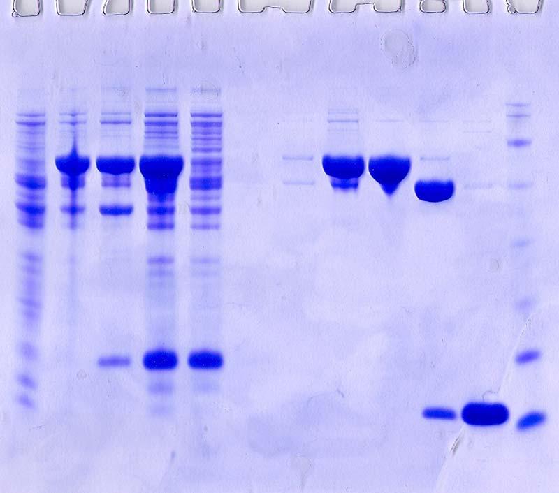 ΚΕΦΑΛΑΙΟ 4. ΑΠΟΤΕΛΕΣΜΑΤΑ 4.1.5.4 Αποµόνωση και χαρακτηρισµός ολιγοµερών εναλλακτικών κατασκευών c2 4.1.5.4.1 Χρωµατογραφία µοριακής διήθησης Μια σειρά από ελαφρώς διαφοροποιηµένα ως προς την αµινοξική αλληλουχία c2 chromodomain εκφράστηκαν οµοιοπολικά συνδεδεµένα στο MBP και αποµονώθηκαν (Σχ.