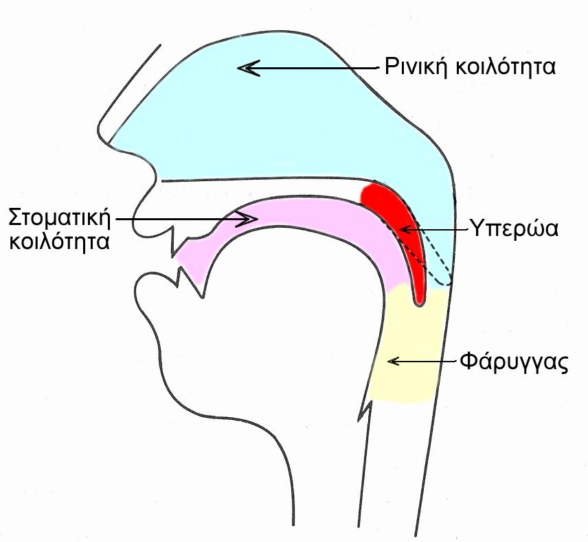 Υπερλαρυγγικό σύστημα Το μέρος του φωνητικού μηχανισμού που βρίσκεται πάνω από τον λάρυγγα ονομάζεται υπερλαρυγγικό σύστημα και αποτελείται από 3 κοιλότητες, την φαρυγγική, την στοματική και την