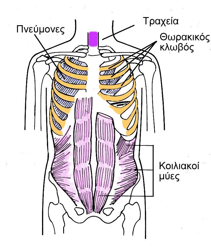 Το αναπνευστικό υποσύστημα Το αναπνευστικό υποσύστημα περιλαμβάνει: την τραχεία τους πνεύμονες τον θωρακικό κλωβό (rib cage) την κοιλιά και τους συναφείς μύες της.