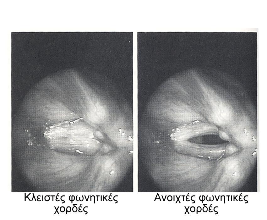 Φωνητικές χορδές Κατά τη διάρκεια της αναπνοής οι φωνητικές χορδές μένουν ανοιχτές για να μπορεί ο αέρας να περνάει ελεύθερα από και προς τους πνεύμονες.