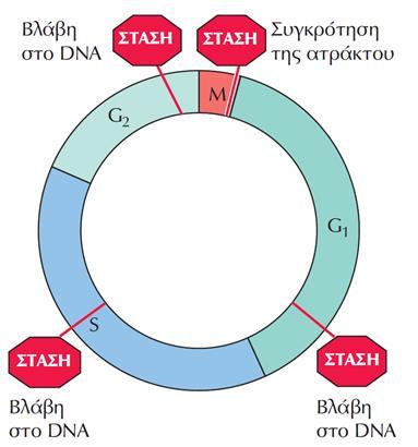 Σημεία ελέγχου του κυτταρικού κύκλου Πολλαπλά σημεία ελέγχου διασφαλίζουν τη μεταβίβαση ακέραιων γονιδιωμάτων στα θυγατρικά κύτταρα.
