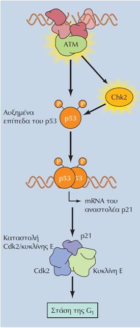 Η πρωτεΐνη p53 σταματά τον κυτταρικό κύκλο Η πρωτεΐνη p53 έχει ρόλο-κλειδί στο σταμάτημα του κυτταρικού κύκλου στο σημείο ελέγχου της G 1 στα κύτταρα των θηλαστικών.