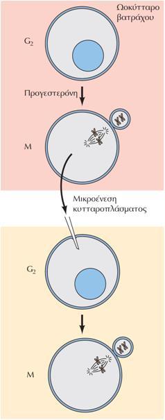 Tαυτοποίηση του MPF και η δομή του Τα ωοκύτταρα του βατράχου παραμένουν σταματημένα στη φάση G 2 του κυτταρικού κύκλου μέχρι η ορμόνη προγεστερόνη να