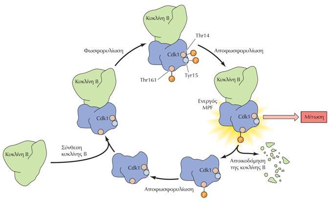 H ενεργοποίηση του MPF Ο MPF αποτελεί σύμπλοκο της κινάσης Cdk1 με την κυκλίνη B. Το σύμπλοκο της κινάσης Cdk1 με την κυκλίνη B σχηματίζεται κατά τη φάση G 2.