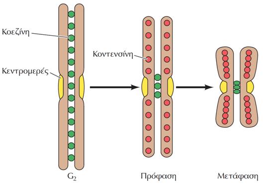Ειδικές πρωτεΐνες σταθεροποιούν τη δομή των αδελφών χρωματιδών Οι κοεζίνες προσδένονται στο DNA κατά τη φάση S και συγκρατούν τις αδελφές χρωματίδες συνδεδεμένες μεταξύ τους μετά την αντιγραφή του