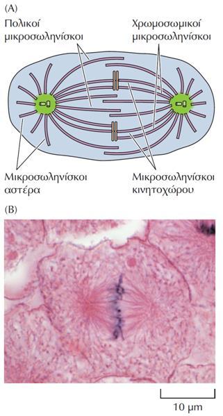 O ρόλος του κυτταροσκελετού στην κυτταρική διαίρεση Η μιτωτική άτρακτος αποτελείται από τέσσερις τύπους μικροσωληνίσκων (Α).