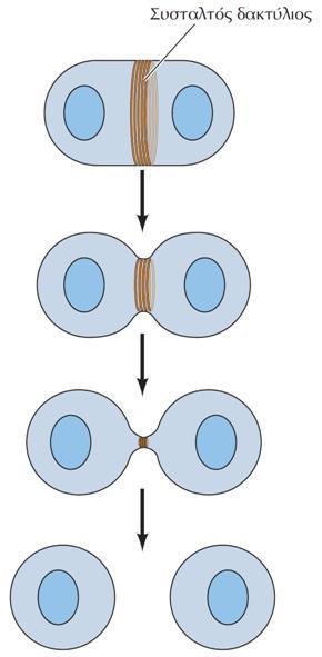 Καθορισμός σχηματισμού του συσταλτικού δακτυλίου από την άτρακτο Μετά την ολοκλήρωση της μίτωσης (πυρηνικής διαίρεσης), ένας