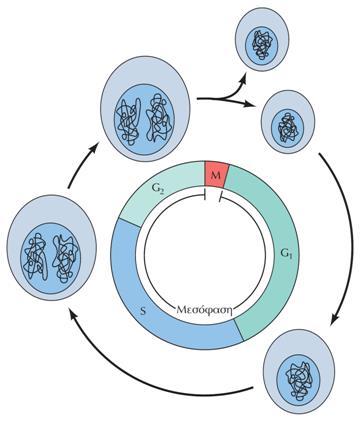 Ο κυτταρικός κύκλος και τα στάδιά του στους ευκαρυώτες Ο κύκλος διαίρεσης των περισσότερων ευκαρυωτικών κυττάρων χωρίζεται σε τέσσερις διακριτές φάσεις: την M, την G 1, την S και την G 2.