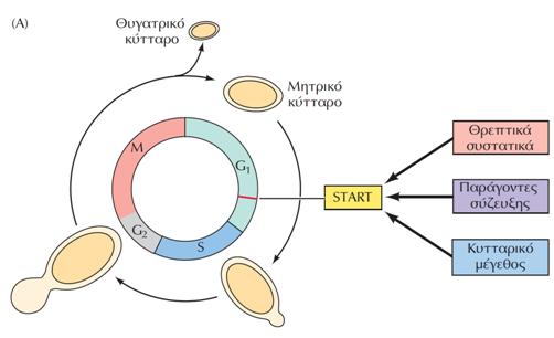 Pύθμιση του κυτταρικού κύκλου του ζυμομύκητα Ο κυτταρικός κύκλος του S. cerevisiae ρυθμίζεται κυρίως σε ένα σημείο προς το τέλος της G 1 το οποίο ονομάζεται START-ΕΚΚΙΝΗΣΗ.