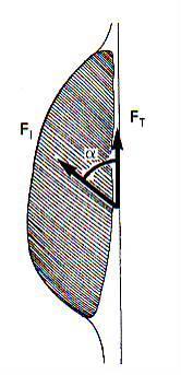 Εφαρμογές Σε έναν πτεροειδή μυ πόση δύναμη ασκείται από τον τένοντά του, όταν η τάση στις ίνες είναι 100 Ν, και η γωνία (α) διάταξης των ινών είναι α) 40 ο, β) 60 ο, γ) 80 ο ; Επίλυση Αν F T είναι η