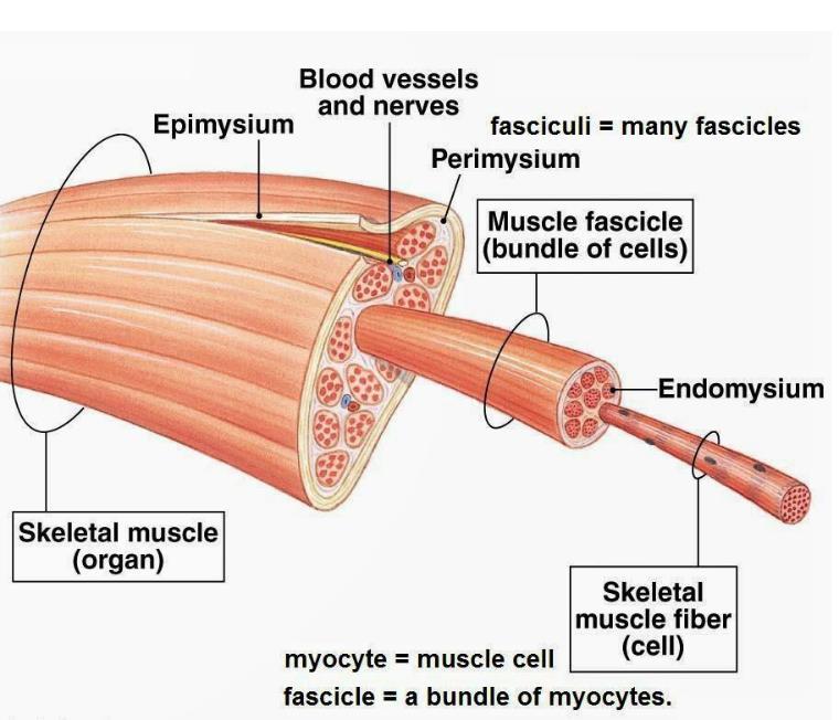 Αρχιτεκτονική δομή του μυός 2 Επιμύιο ή έξω περιμύιο Έσω περιμύιο Ενδομύιο Μυϊκές ίνες Μυϊκά ινίδια Ισότροπος