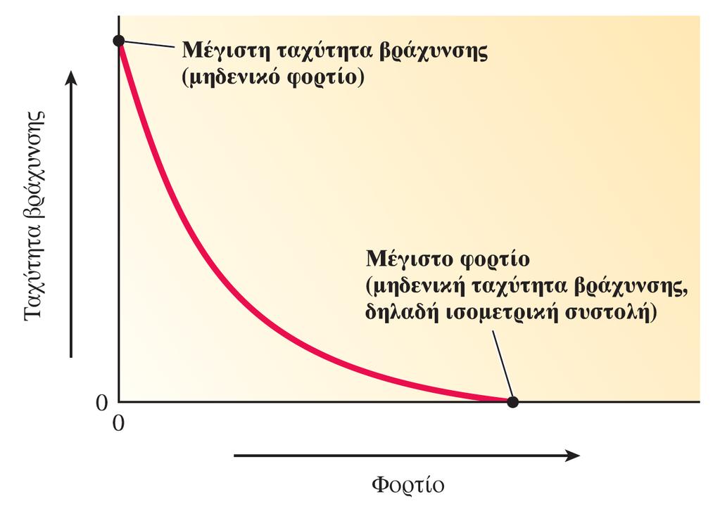 Σχέση φορτίου-ταχύτητας βράχυνσης & επιμήκυνσης Ταχοδυναμική σχέση: η ταχύτητα βράχυνσης μειώνεται