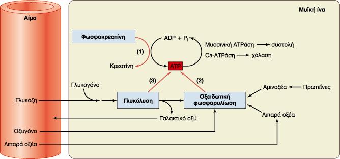 Ενεργειακός μεταβολισμός σκελετικού μυός Οι ενεργειακές ανάγκες του κατά την άσκηση αυξάνονται 20-100Χ Τα αποθέματα ΑΤΡ