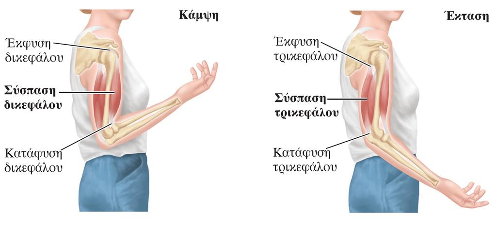 Δράση μυών και οστών ως μοχλών L.