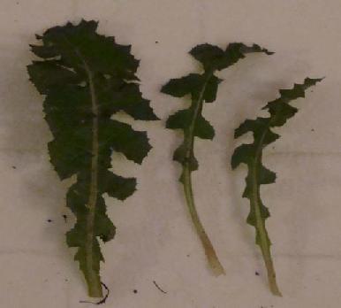 ΕΞΑΠΛΩΣΗ (3.57) Η εξάπλωση του είδους Cichorium spinosum κατά Turland et.al.(1993)(μαύρες κουκίδες ).