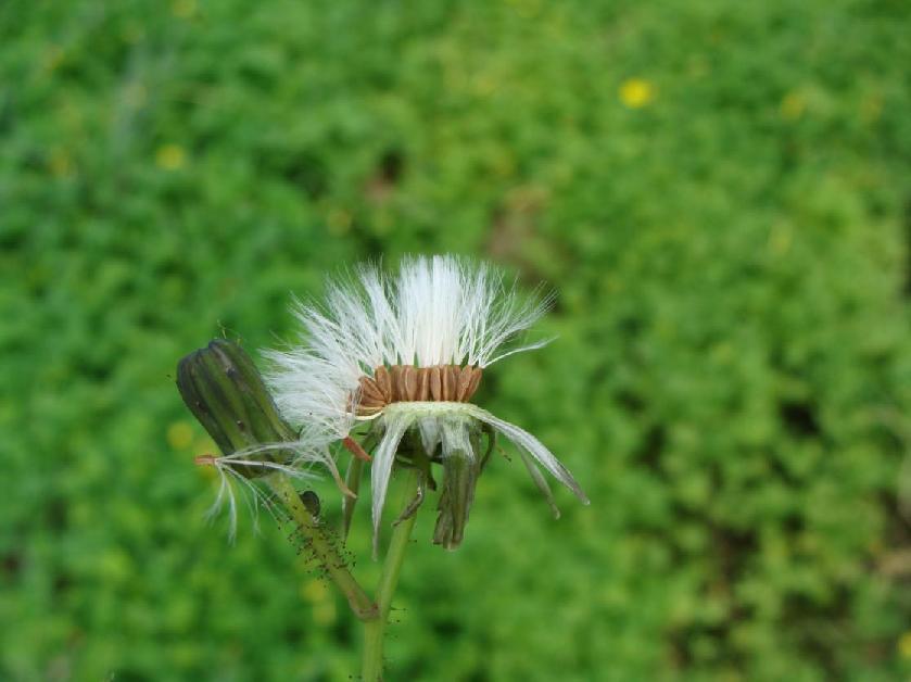 (3.59) Sonchus asper ώριμα