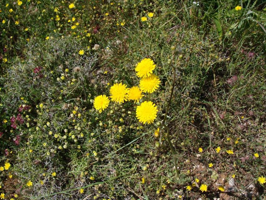 212 (3.6)Sonchus asper ssp.