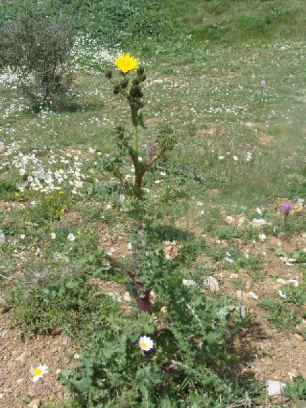 (3.61)Sonchus asper ssp. glaucescens σε άνθηση ΖίροςΑπρίλιος και Μάιος 29 (3.
