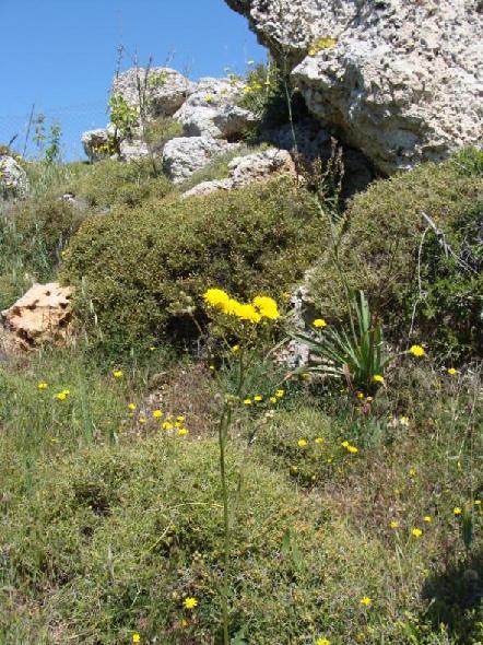 συλλογή τους, μπορούν να χρησιμοποιηθούν μαζί με άλλα χόρτα και σε γιαχνιστά πιάτα καθώς