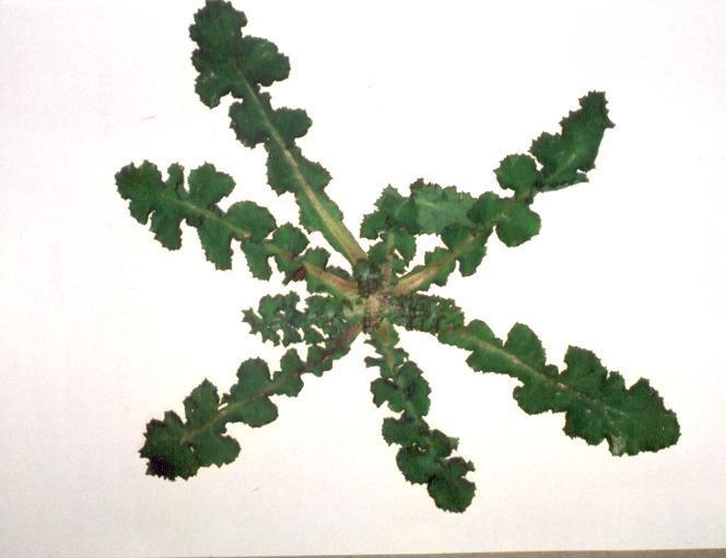 (3.63)Sonchus asper ssp. glaucescens την εποχή που λαχανεύεται ΕΞΑΠΛΩΣΗ (3.64) Η εξάπλωση του είδους Sonchus asper sensu lato ssp. glaucescens κατά Turland et.al.