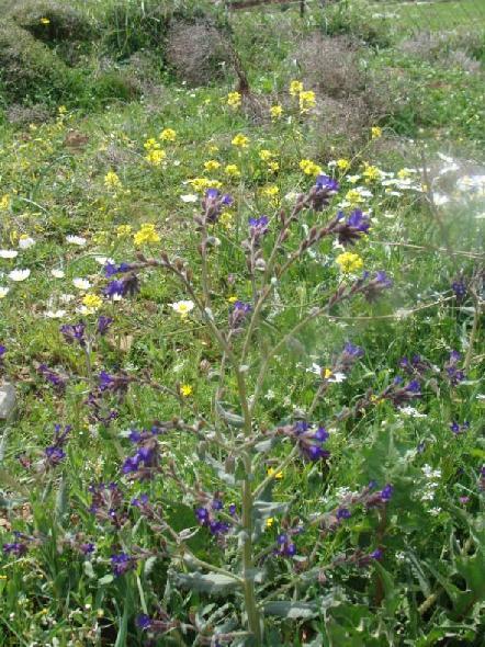 3.3.2.11. Anchusa undulata ssp hybrida =Anchusa hybrida (ΚΑΤΣΙΔΙ) ΠΙΝΑΚΑΣ(3.
