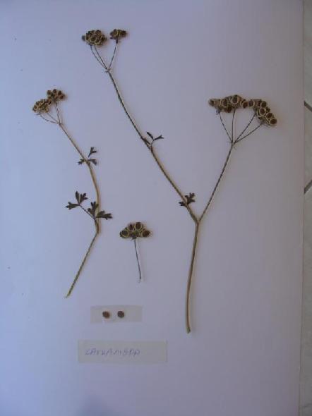 7)Tordylium apulum σε άνθηση Ζίρος Μάιος 29