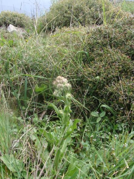 (3.75)Crepis vesicaria ssp vesicaria