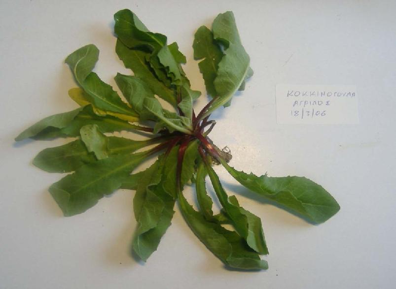 (3.8)Crepis vesicaria ssp vesicaria σε βλαστικό
