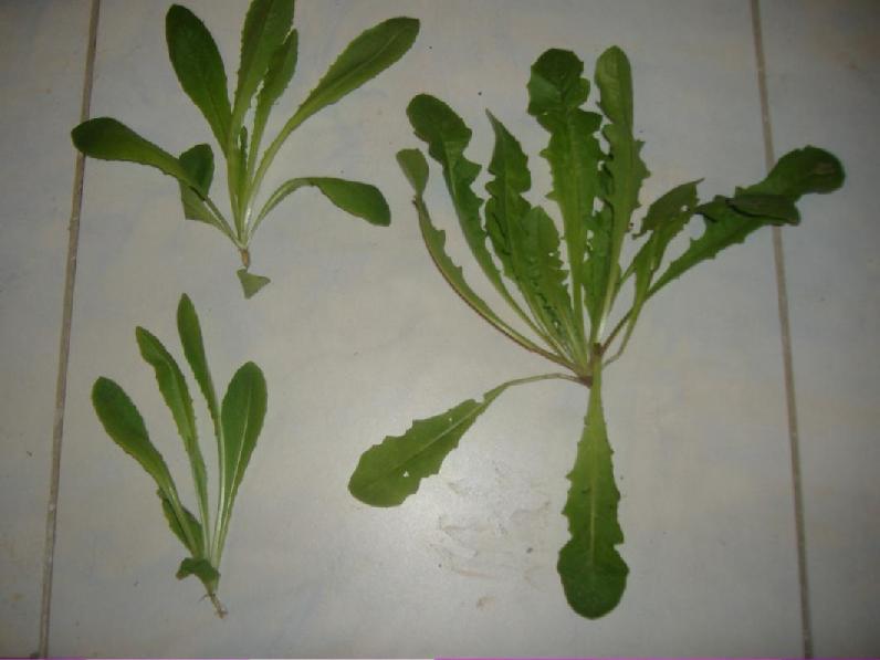 81)Crepis vesicaria ssp vesicaria σε βλαστικό