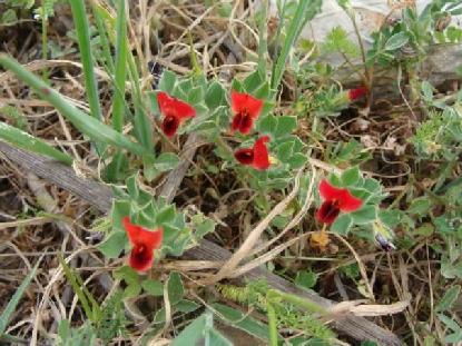 ΕΞΑΠΛΩΣΗ (3.83) Η εξάπλωση του είδους Crepis vesicaria κατά Turland et.al.(1993)(μαύρες κουκίδες ).