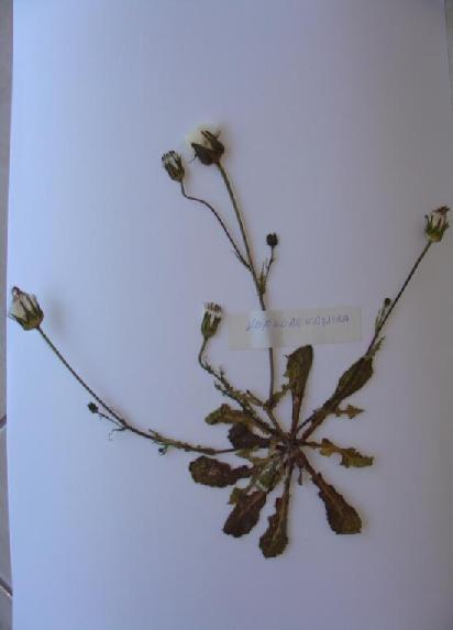 (3.88)Urospermum picroides