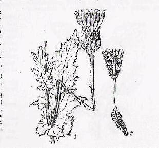 (3.9)Urospermum picroides